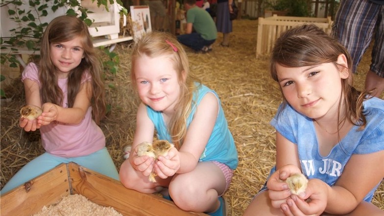 Die drei Mädchen Inka, Bianca und Lena (von links nach rechts) haben sich bei der Tierkinderschau in Kodersdorf für die samtig weichen Küken begeistert. Foto: Bernhard Donke