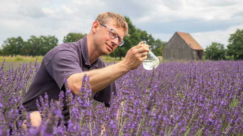 Andreas Graf, Chef der Agrargenossenschaft in Niesky-See, im Lavendelfeld mit reinstem Öl aus den violetten Blüten.