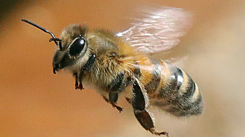 In der Region sind mitten im Januar Honigbienen im Freien gesichtet worden, obwohl sie eigentlich Winterruhe halten sollten.