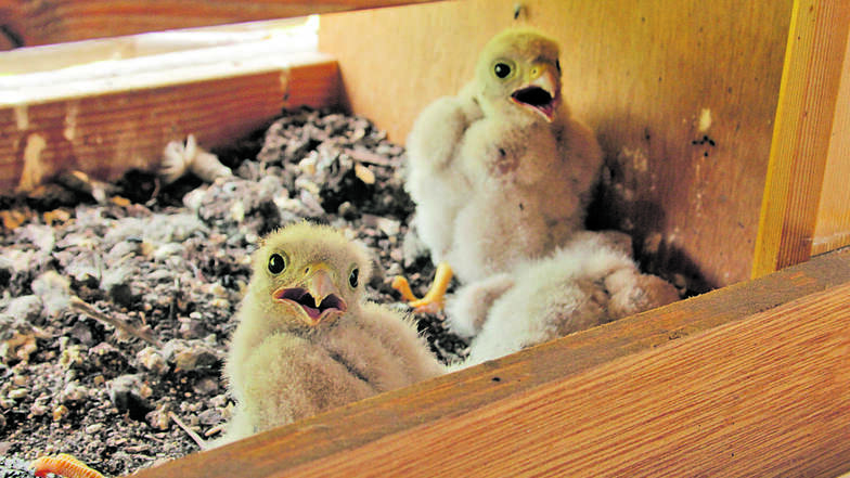 Durch einen Spalt kann eine Familie in Niederau direkt in die Kinderstube von Turmfalken schauen. Der Nistkasten steht vor dem Wohnzimmerfenster und wurde von einem Falkenpärchen angenommen. Die Jungtiere wachsen schnell heran.