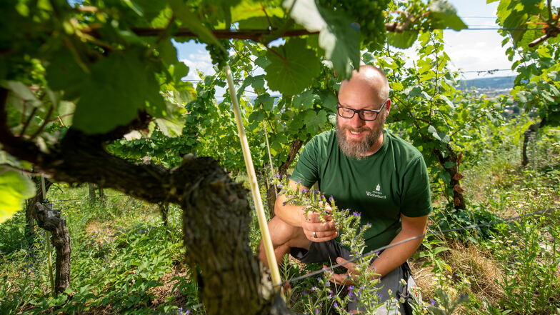 Alexander Thau, stellvertretender Weinbauleiter des Staatsweinguts Schloss Wackerbarth betrachtet zwischen Rebstöcken eine Pflanze der Gattung Natternkopf. Deren Pollen sind für einige Wildbienenarten überlebenswichtig.