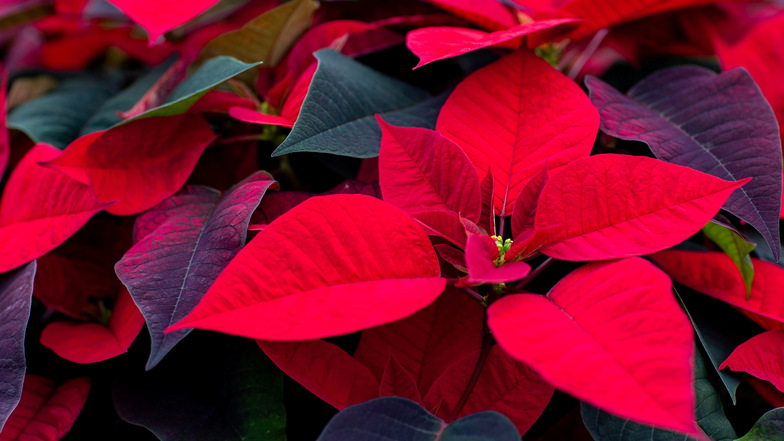 Traditionell schmücken die Pflanzen mit dem roten Blattwerk zur Weihnachtszeit heimische Wohnzimmer.