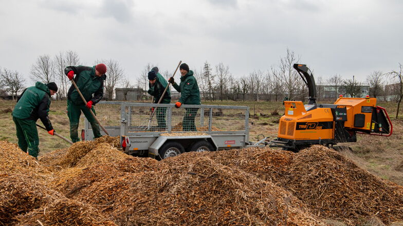 Rodungsarbeiten an der Dr.-Külz-Straße. Die Mitarbeiter der Firma Grünbau bereiten die Flächen für eine Streuobstwiese vor.