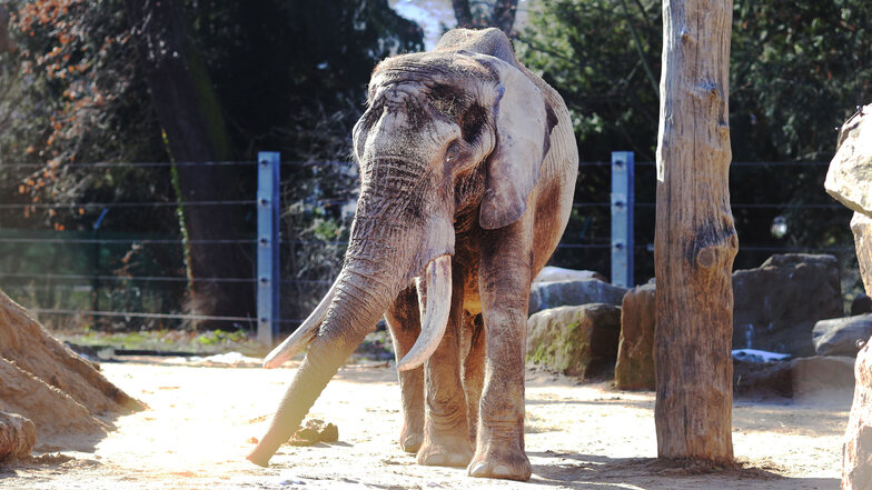 Der 32-jährige Elefantenbulle Tonga fühlt sich in Dresden wohl – jetzt im Frühling besonders in der Außenanlage.