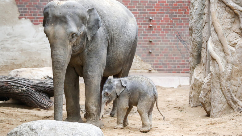 Die Elefantendame Rani und der am 11. Januar geborene Elefantenbulle stehen im Elefantenhaus im Zoo Leipzig.