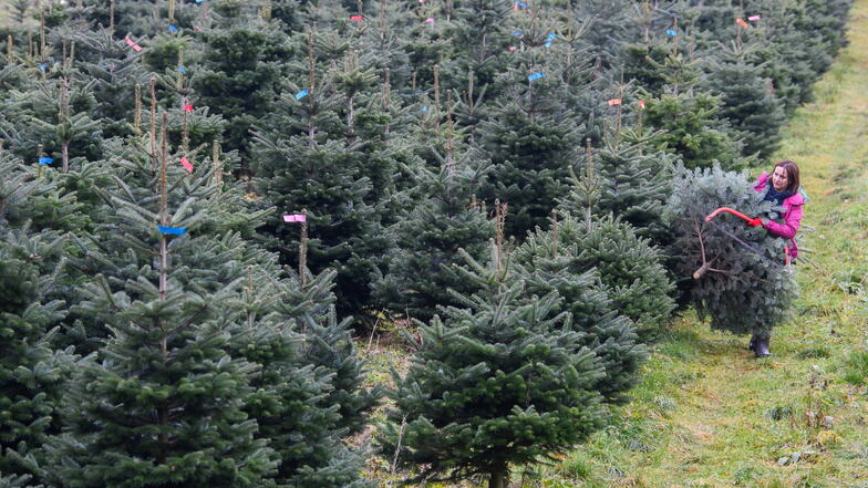 Bad Gottleuba-Berggießhübel: Eine Mitarbeiterin eines Weihnachtsbaumhandels auf einer Plantage mit Nordmanntannen. Die sächsischen Weihnachtsbaumhändler sehen sich gut für die Adventszeit gerüstet.