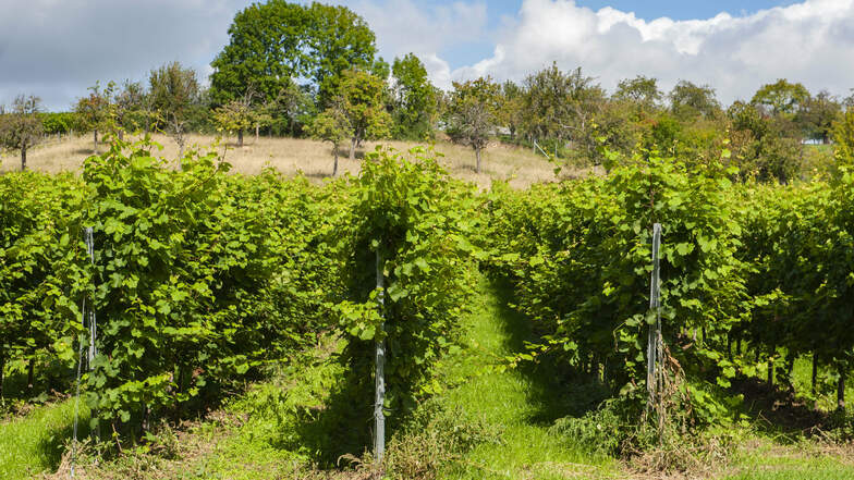 Erstklassige Lage beschert erstklassige Trauben: Mit einem Wein-Oscar wurde jetzt auch der in Laubach angebaute trockene „2018er Blaufränkisch“-Rotwein ausgezeichnet.