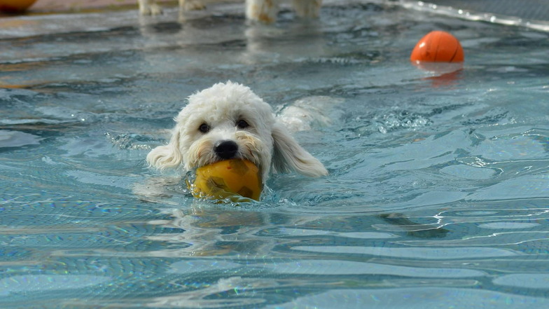Prinzipiell können alle Hunde schwimmen, sie müssen erst nicht erst wie Menschen lernen. Am Sonntag dürfen sich die Fellnasen im Cunewalder Freibad austoben.