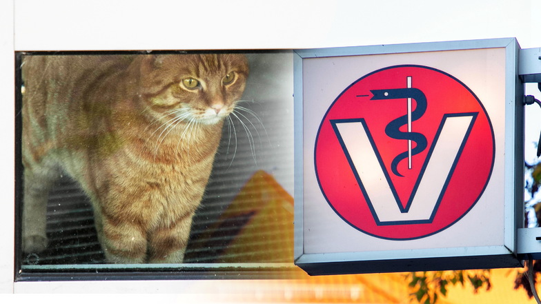 Seine Katze beim Tierarzt untersuchen und behandeln zu lassen? Das wird bald teurer. Noch diesen Monat tritt eine neue Gebührenordnung für Veterinäre in Kraft.