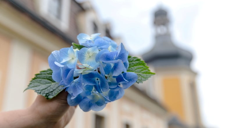 Hortensienschau in Pirna: Besonders schön, wenn es kühl und regnerisch ist