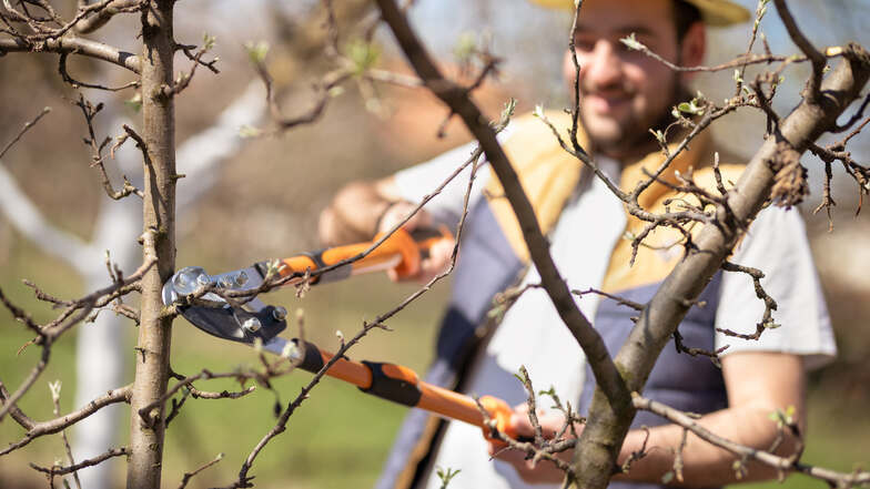 Der perfekte Schnitt: Wie man Obstbäume im Frühling richtig zurückschneidet