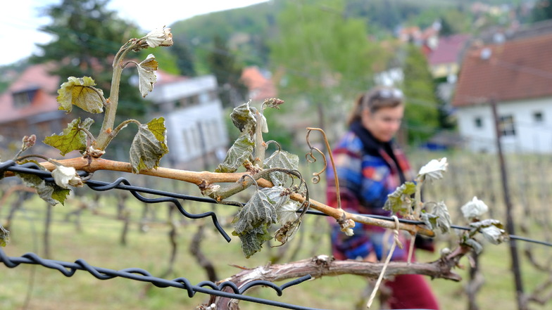 Die Meißner Winzerin Anja Fritz ist fassungslos: Der Nachtfrost bescherte ihr einen Totalverlust. Viele  Weinbauern hoffen jetzt auf Hilfe vom Staat.