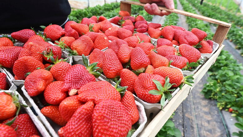 Groß, rot und saftig: Die ersten deutschen Erdbeeren werden jetzt in Baden-Württemberg geerntet. Sie sind in Folientunneln gereift.