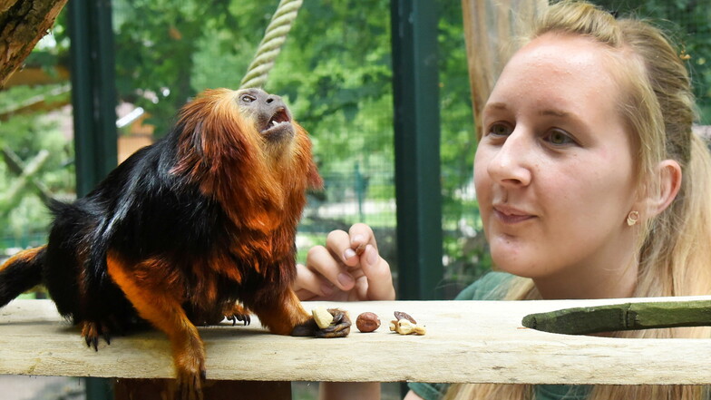 Die 23-jährige Tierparkleiterin Caroline Otto ist, wie sie selbst von sich sagt "Affenaffin" und gibt dem zweijährigen Goldkopflöwenäffchen "Franz" als Leckerli eine Stabschrecke.
