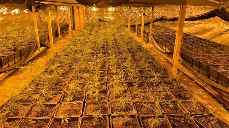 In einer Lagerhalle in Hohnbach bei Colditz wurde eine Cannabis-Plantage gefunden.