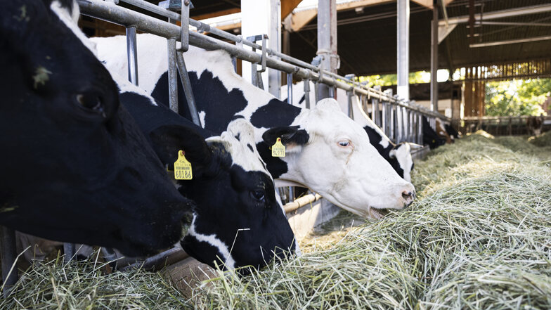 Ein Bild, was man heutzutage aus der Milchviehhaltung selten zu Gesicht bekommt, aber bei Vorwerk Podemus an der Tagesordnung steht: Kühe auf grünen Wiesen.