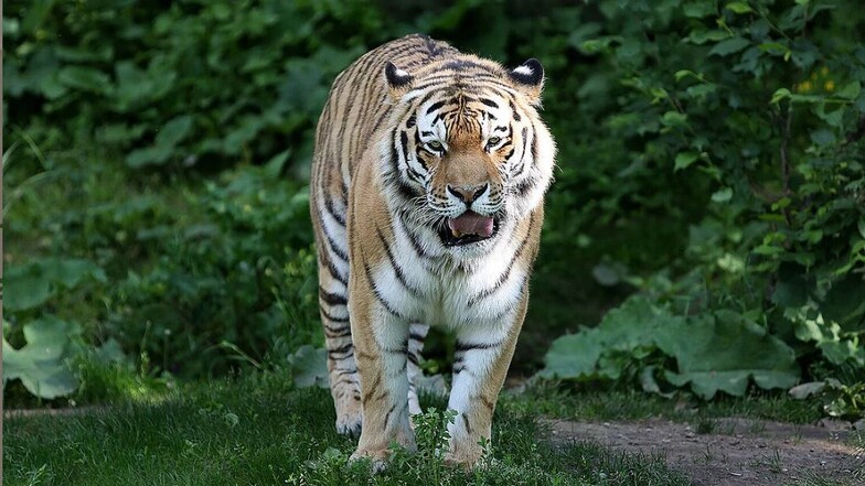 Tiger Tomak im Zoo Leipzig eingeschläfert