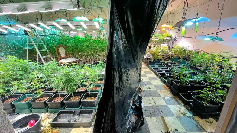 Etwa 500 Pflanzen wurden in einer Indoor-Cannabis-Plantage in Nordsachsen gezüchtet. Der Zoll fand diese zufällig bei einer Razzia im Zusammenhang mit anderen Betäubungsmitteln.