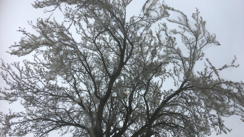 Über und über mit feinen Netzen ist dieser Straßenbaum bedeckt. Er leuchtet schon von Weitem in weiß.