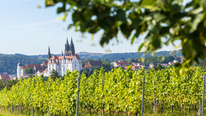 Blick durch die Proschwitzer Weinberge auf die Albrechtsburg in Meißen: Im Weinjahr 2023 holten die Winzer im Elbtal eine Rekordernte ein.