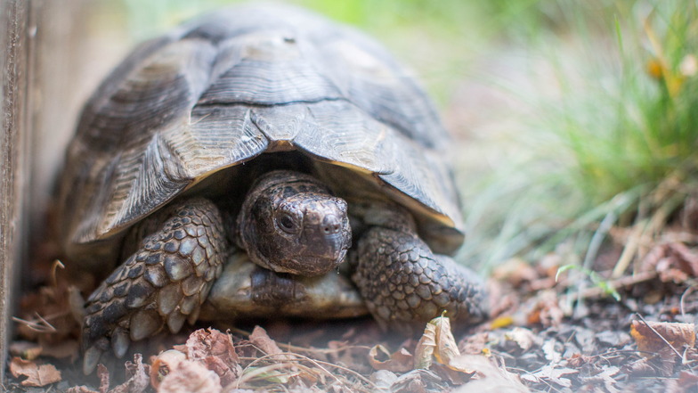 Schildkröten-Dame Kurti im Minizoo des Seniorenheims macht es vor: Mit Entschleunigung lässt sich ein langes Leben genießen.