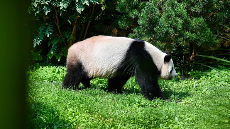 Panda-Vater Jiao Qing streift durch sein Gehege im Berliner Zoo.