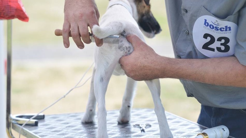 Handarbeit: Vor dem Wettkampf werden die Hunde von ihren Besitzern schick gemacht.