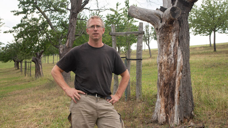 Biolandwirt Bernhard Probst auf einer seiner Streuobstwiesen im Zschoner Grund, wo schon mehrere Bäume abgestorben sind.