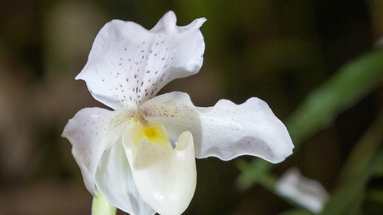 Paphiopedilum Rosy Dawn: Die Orchideenzüchtung ist als Frauenschuh bekannt.