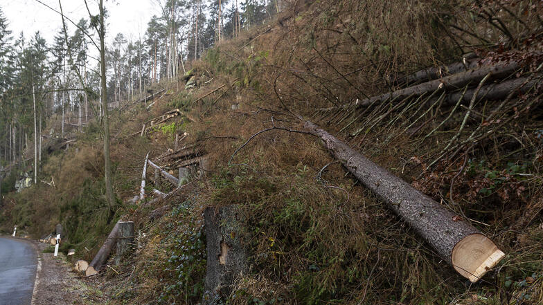 Wie auf diesem Foto vom Dezember müssen im Kirnitzschtal weitere tote Bäume vom Steilhang geborgen werden.