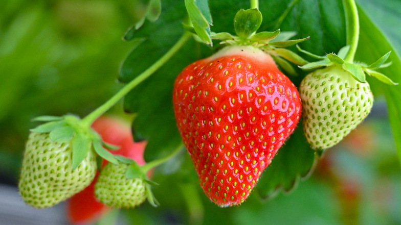 Der enorme Wasserverbrauch für den Anbau von Erdbeeren sowie Blau- und Himbeeren rund um den Nationalpark Doñana an der Costa de la Luz in Südspanien hat die Lage katastrophal zugespitzt. 80 Prozent der Früchte gehen in den Export, auch nach Deutschland.