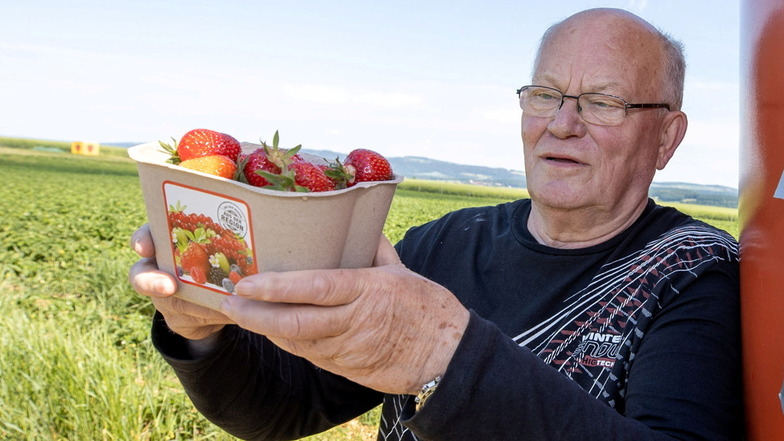 Gerd Arnold kennen die Leute, die in Krietzschwitz Erdbeeren pflücken, seit Jahren. In ein paar Tagen geht es wieder los.