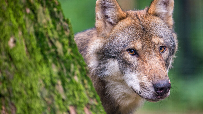 Man bekommt Wölfe kaum zu Gesicht. Dieser hier lebt in einem Wildpark in Bayern.