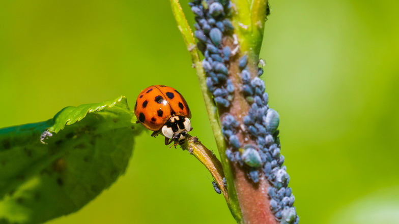 Marienkäfer sind ein Zeichen für ein intaktes Ökosystem.