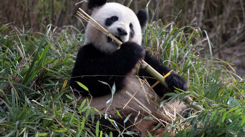 "Sind kurz vor der Paarung": Pandas im Berliner Zoo zeigen "Anzeichen für Liebe"