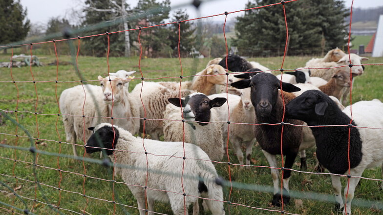 Herde von 100 Schafen und Ziegen bei Dauban ausgebrochen
