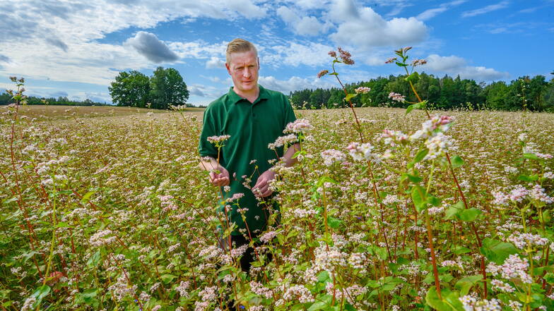 Freut sich an der Blütenpracht im Buchweizenfeld bei Wolfersgrün im Zwickauer Land: Landwirt Thomas Winter.
