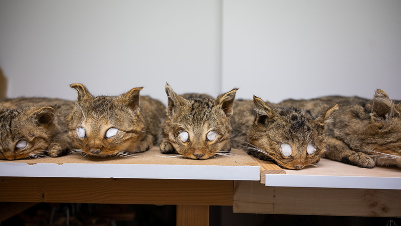 Als Balg präparierte Wildkatzen in einem Depot der Abteilung Präparation bei Senckenberg Görlitz.