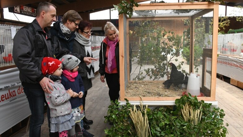 Besucher verschiedener Altersgruppen schauen sich die „Zwerg-Australopes schwarz“ in der Voliere während der Ausstellung des Rassegeflügelzüchtervereins Schleife in der Reithalle der Reinert Ranch in Trebendorf an.