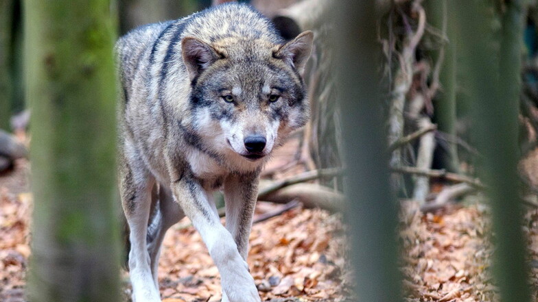 Wolf in der Dresdner Heide gesichtet