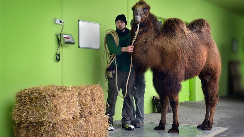 Im Dresdner Zoo ist gewogen, gemessen und gezählt worden. Auch dieses Kamel war an der Reihe.