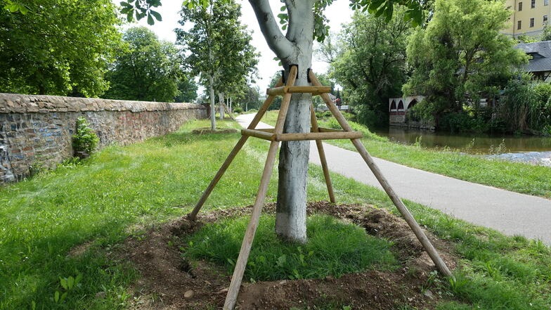 Seit dem Frühjahr werden die Bäume an der Wappenhenschanlage fürs Umsetzen vorbereitet.