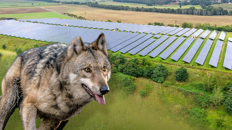 Der Wolf hat den Solarpark Glaubitz als Futterquelle für sich entdeckt. Dort weiden Schafe.