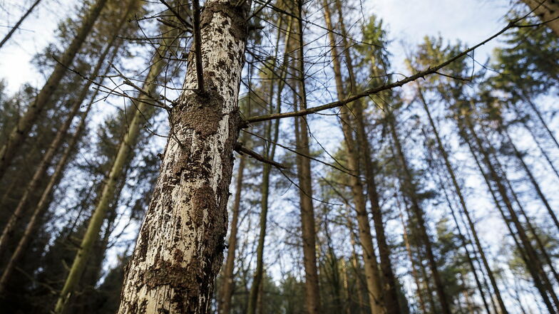 Eine vom Borkenkäfer befallene Fichte im Wald zwischen Kodersdorf und Königshain: Der Kreis macht derzeit Minus beim Holzgeschäft.