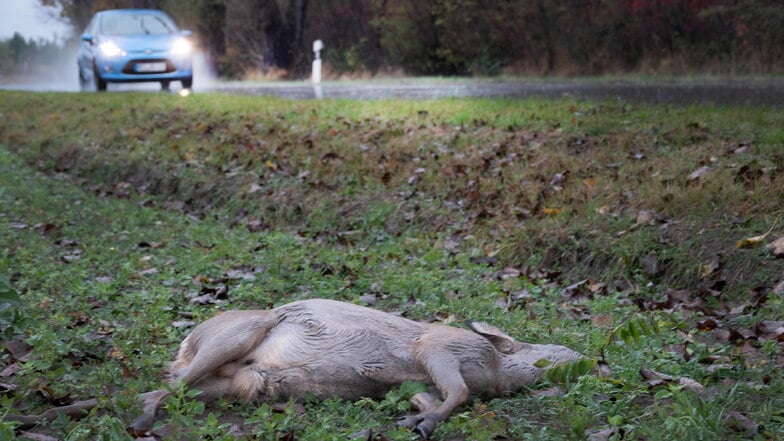 Symbolfoto: Auf der S100 bei Ebersbach kam es am Montag zu einem Wildunfall.