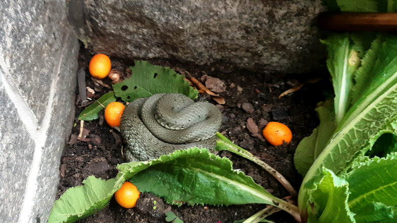 Diese Schlange entdeckten Bewohner am Großenhainer Weinbergsweg am Sonntag in ihrem Vorgarten. Zum Glück war es offenbar eine ungefährliche Ringelnatter.