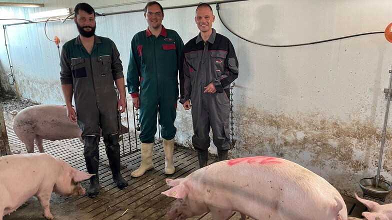 Landwirt Felix Tillig, Bürgermeister Falk Hentschel und Landrat Ralf Hänsel (v.l.) im Stall des Schweinezuchtbetriebs Tillig in Ebersbach.