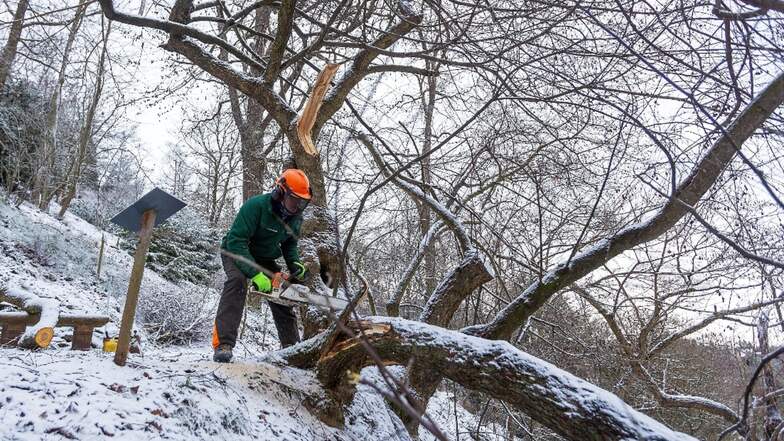 Der Schneeglöckchenbaum im Forstgarten muss nach dem schweren Schneebruch verschnitten werden, Hans-Jürgen Gerhardt rückte am Dienstag mit der Kettensäge an. Trotz der Schäden ist die Hoffnung groß, dass der Baum überlebt.