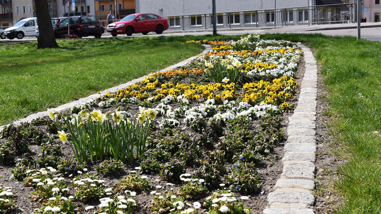 Auch die Blumenrabatte am Platz der Jugend in Freital ist wieder schön bunt.