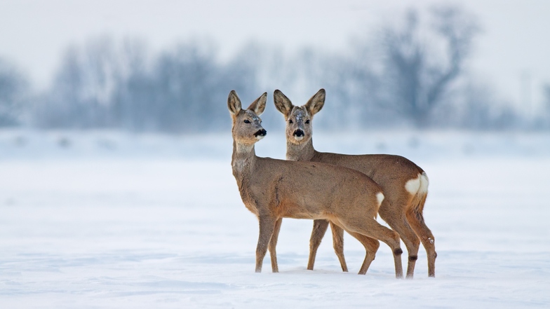 In unseren Breiten brauchen Wildtiere im Winter nur selten menschliche Hilfe.